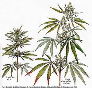 Конопля (Cannabis sativa L.)