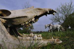 Череп лошади близ кладбища Источник: http://www.perunica.ru/vedi/7901-zbruchskiy-idol-vne-tumana-nachalo-glavy-1-5.html